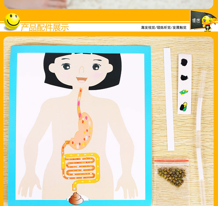 Kindergarten science experiment, small technology making, DIY human digestive process system model diagram, teaching AIDS, cells pic 2