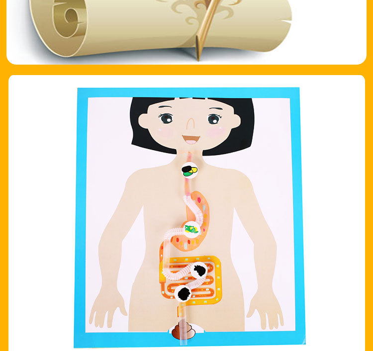 Kindergarten science experiment, small technology making, DIY human digestive process system model diagram, teaching AIDS, cells pic 6
