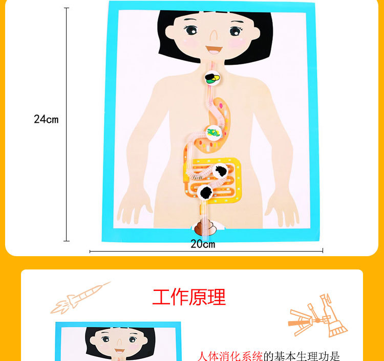 Kindergarten science experiment, small technology making, DIY human digestive process system model diagram, teaching AIDS, cells pic 4