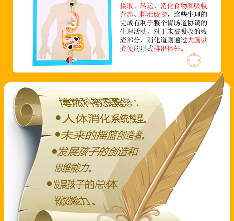 Kindergarten science experiment, small technology making, DIY human digestive process system model diagram, teaching AIDS, cells pic 5