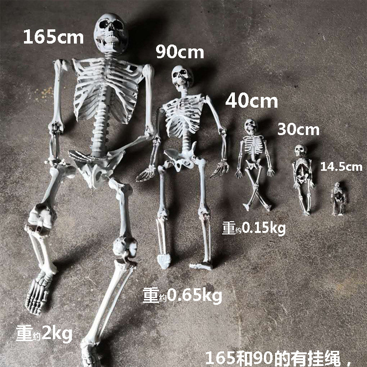 骷髅骨架模型/万圣节产品/骨架子细节图