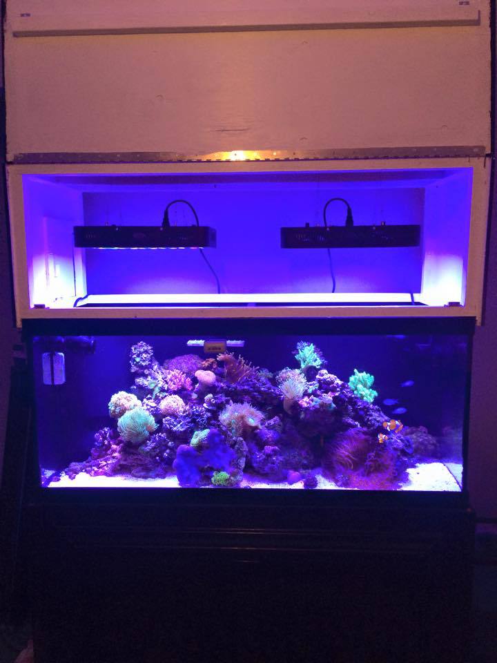 165W led fish tank coral aquarium light, timer dimming fish tank aquarium light, coral light, seawater coral tank light Application Scenario