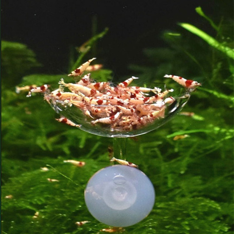 New acrylic aerial fish and shrimp feeding basin (even better when paired with the Rural Stroll feeding tube)