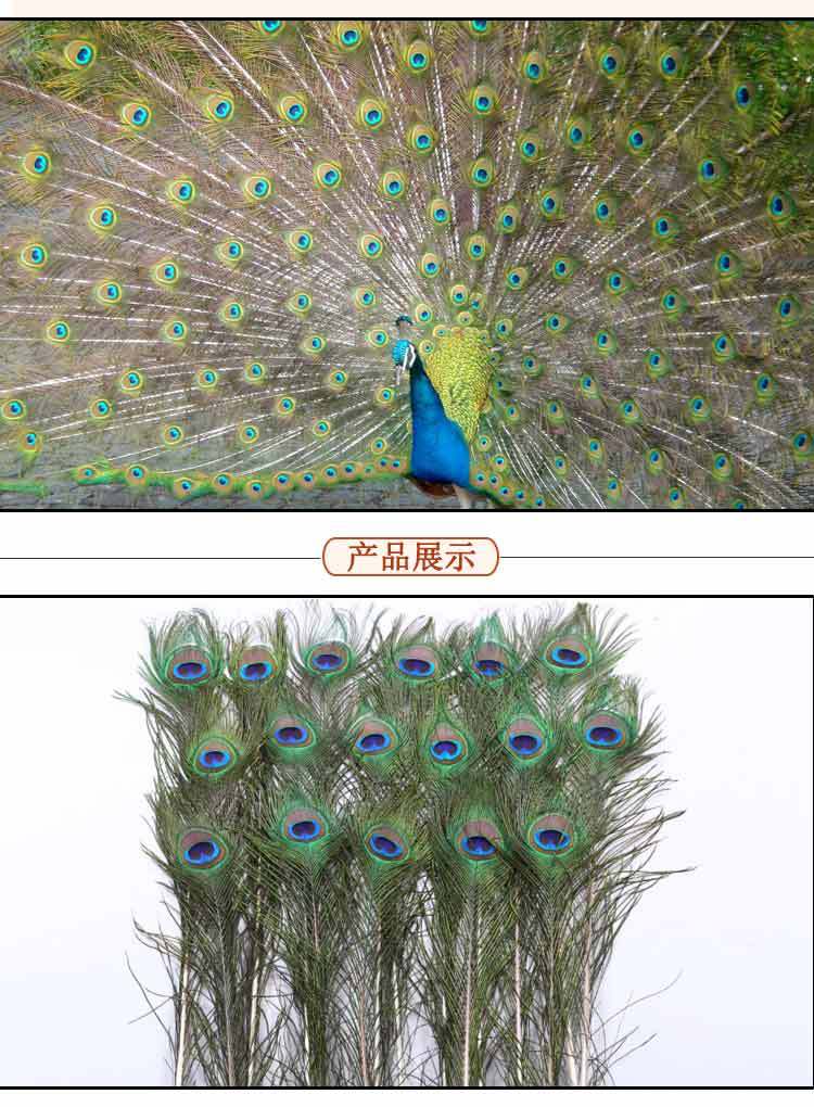 现货供应孔雀毛110-120cm分工精准 孔雀羽毛 插画装饰 家居摆设详情6