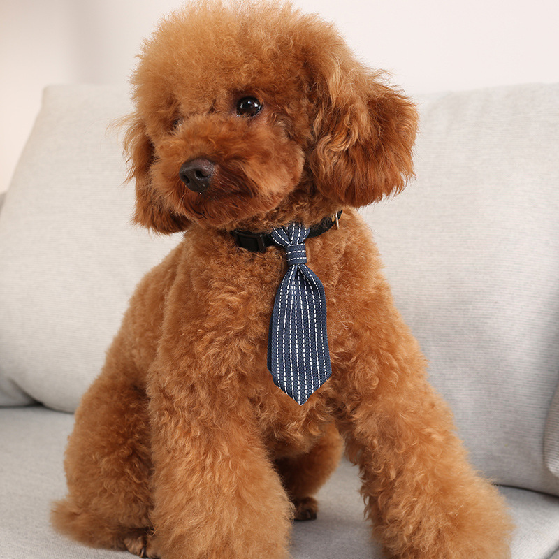 Genius Dog Pet Products' new pet collar, small cat and dog universal tie collar, fashionable tie accessory Application Scenario