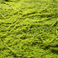仿真苔藓微景细节图