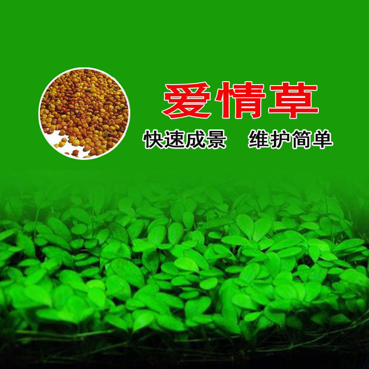 Venta al por mayor aquarium aquarium prospect hierba acuática rápida semillas mini hierba de la hoja de la vaca hierba de la suerte Application Scenario