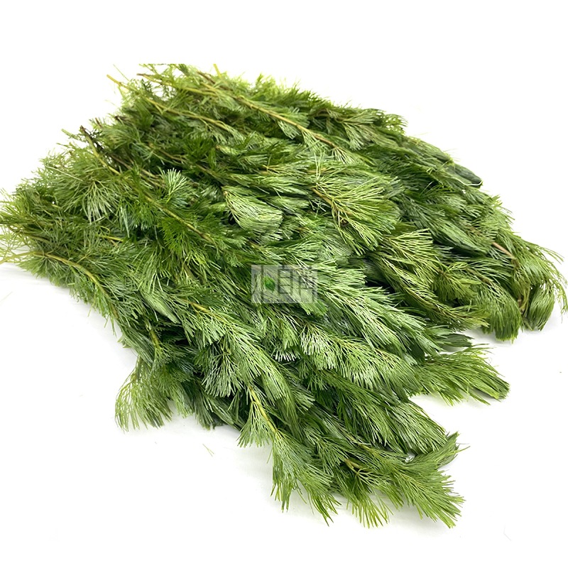 Greenweather watergrass vivo venta al por mayor acuario real watergrass decorativo acuario ornamental backview hierba con tallos a granel Item Picture