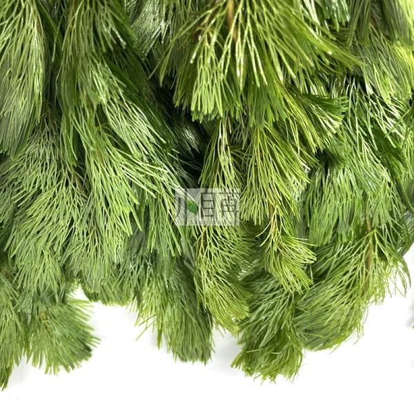Greenweather watergrass vivo venta al por mayor acuario real watergrass decorativo acuario ornamental backview hierba con tallos a granel Specification image