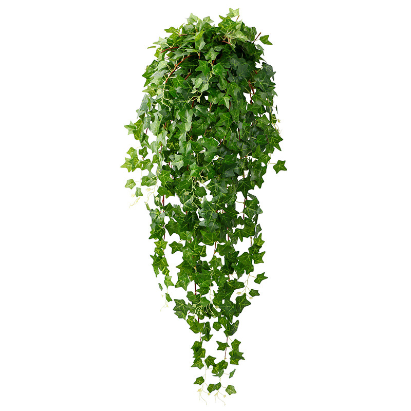 وتعلق النباتات من الخضر من خلال الحوائط المزخرفة Item Picture