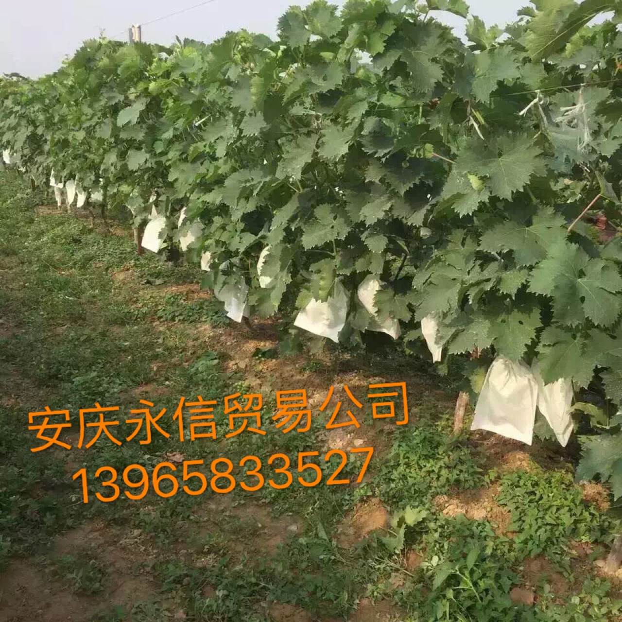无纺布袋实物图