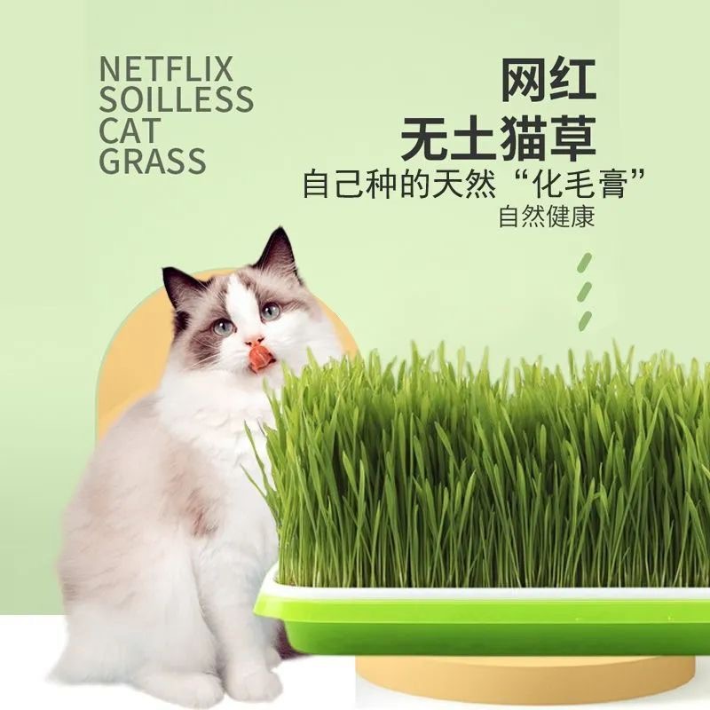 跨境新款猫咪猫零食猫薄荷种植水培盒猫草盆撞色水培猫草盒套装