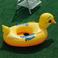 动物游泳坐圈/鸭子座圈产品图