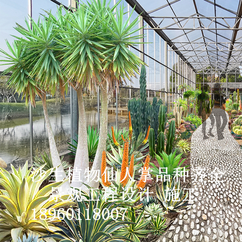 仙人掌沙生植物景观设计图PS案例沙漠植物公园造景仙人球龙舌兰仙