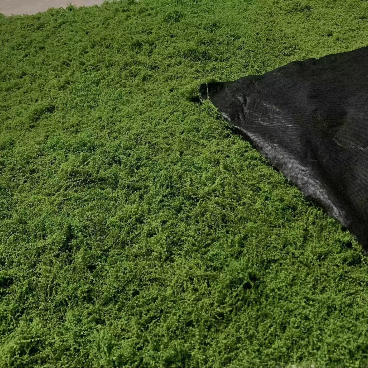 仿真白发藓丝状苔藓草坪仿真羊毛藓假青苔景观布置草坪盆景盆栽铺