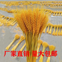 金黄色开业花篮麦穗干花装饰开业大麦红原色漂白麦子天然花艺制品