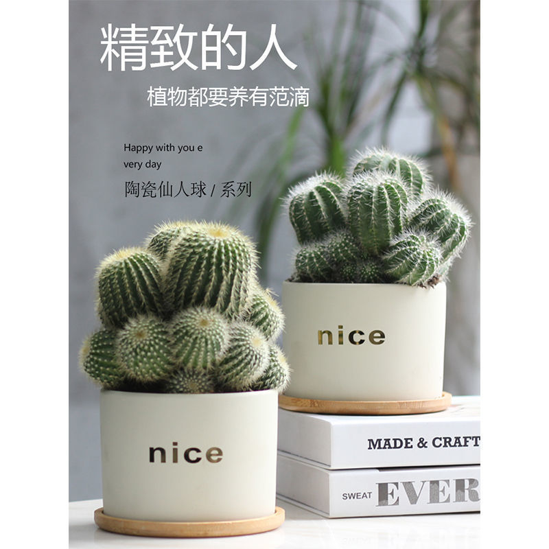 Cactus potted cactus indoor succulent computer office desktop green plant good office radiation protection plants