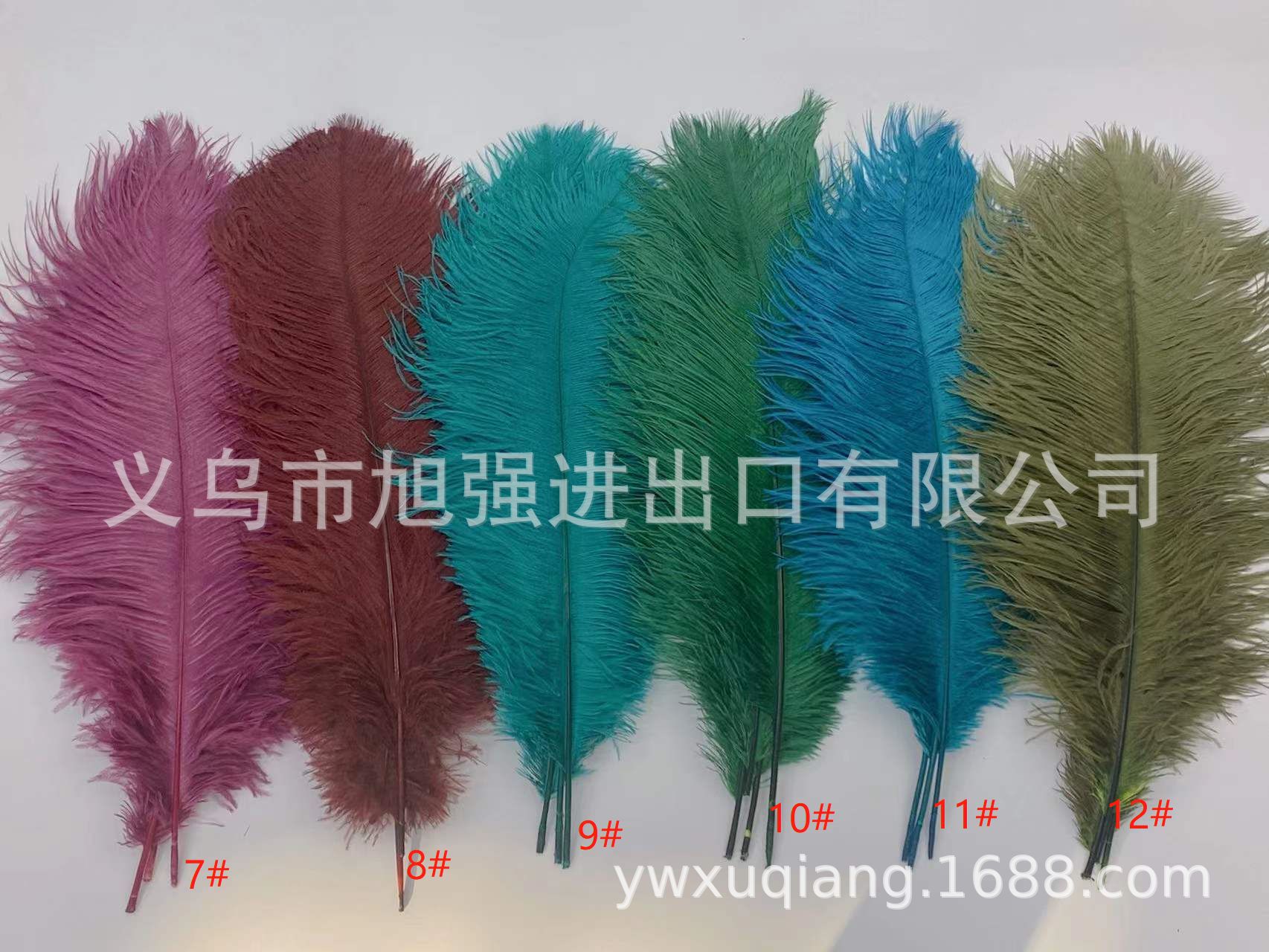 现货白色鸵鸟细节图