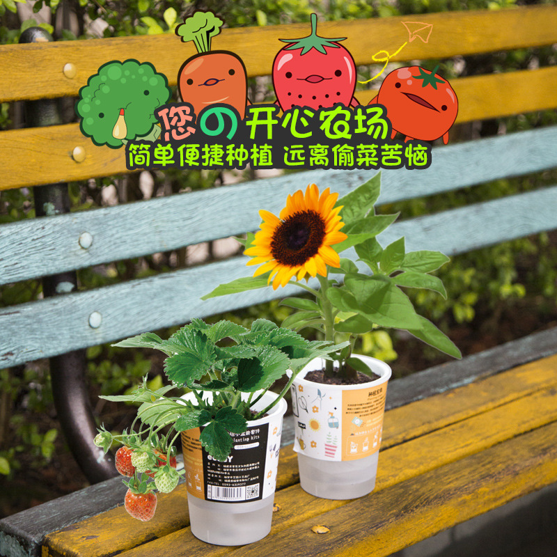 虞小鱼植物小盆栽盲盒礼品活动花草企业爆款创意种植 DIY套装