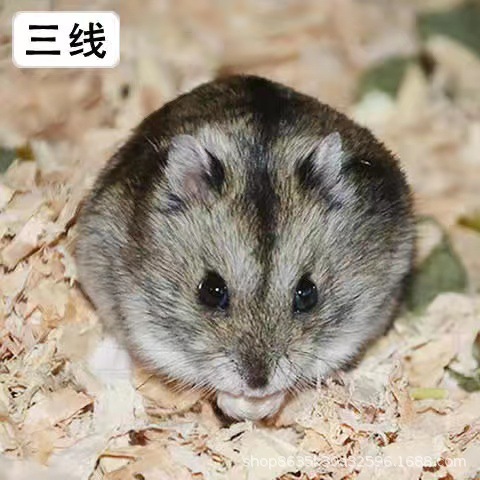 Baby Hamster Hair Live Three Lines Purple Silvery Fox Pudding Gold Silk Bear Hamster Hair Eye Ring Bear Hamster details Picture