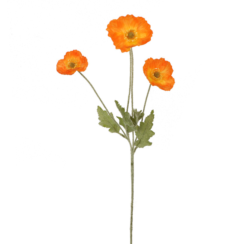 冰岛虞美人高白底实物图