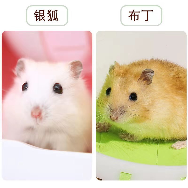 萌宠银狐布丁仓鼠养殖厂批发仓鼠活体宝宝活体混发代发
