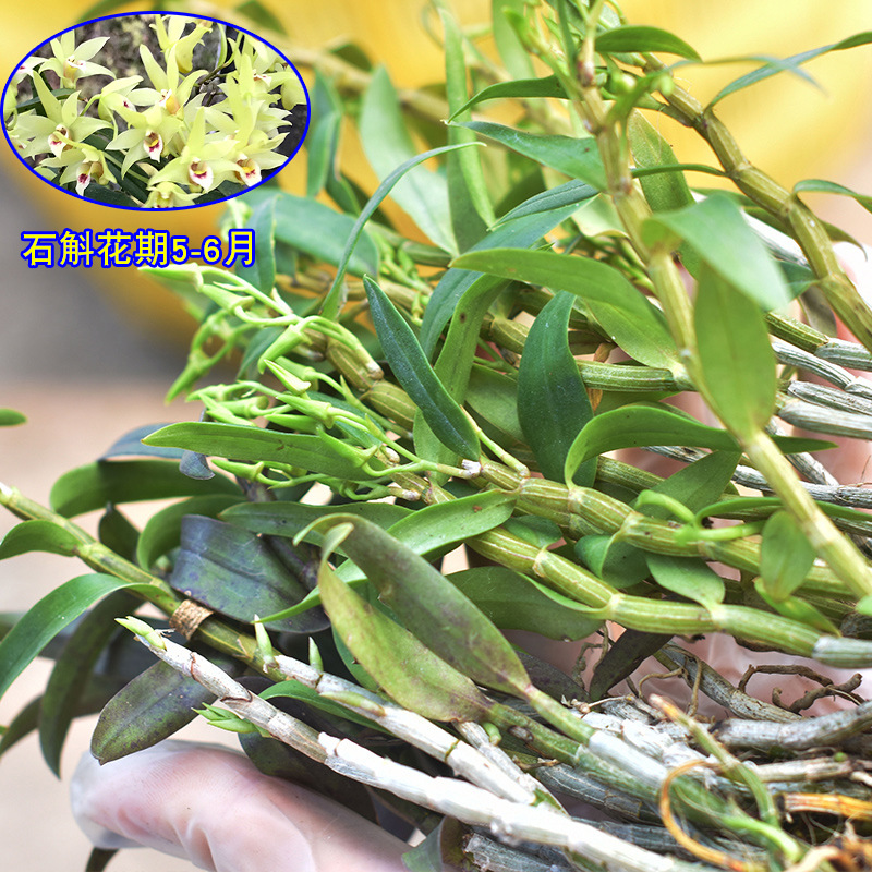 铁皮石斛苗裸苗1斤5-6月花期石斛基地批量发货种植新鲜发货大货