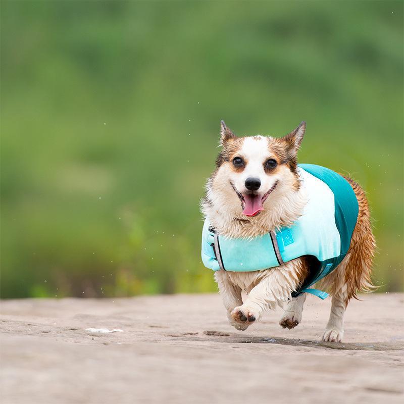 跨境狗狗游泳衣宠物救生衣浮力玩水漂流衣服波浪泳衣胸背柯基详情图3