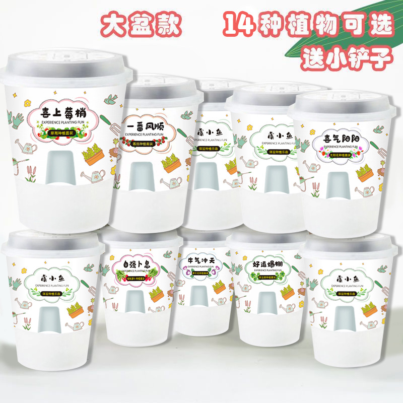 虞小鱼 绿植小盆栽DIY种植罐头花儿童桌面礼物蕨类植物情绪稳定盆栽优选产品图