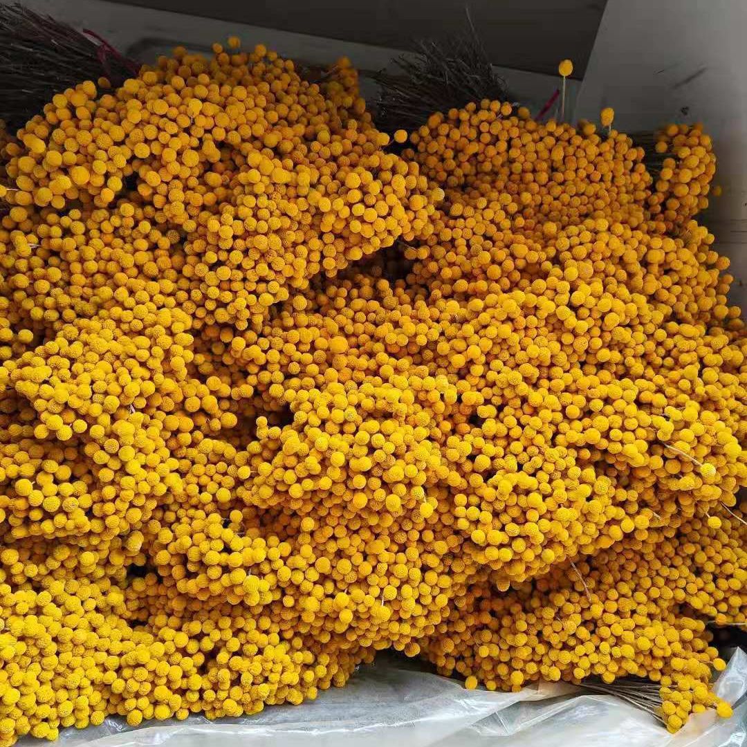 黄金球干花批发云南干花黄金球配花干黄金球 黄金球配饰花材厂家