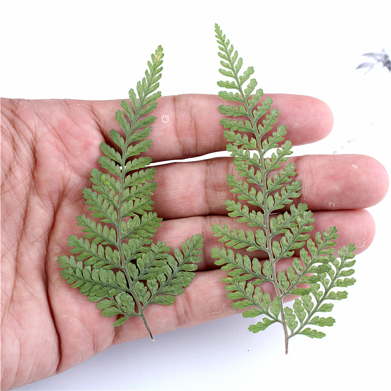 狼尾蕨树叶干花压花 DIY手工滴胶干花蜡烛押花批发真树叶植物标本