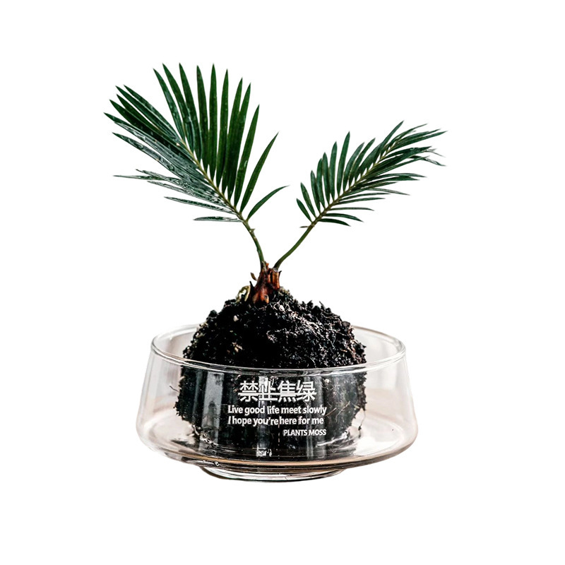 Transparent large-diameter glass vase, negotiation table, succulent moss micro-landscape, hotel decoration, hydroponic flower pot display Item Picture