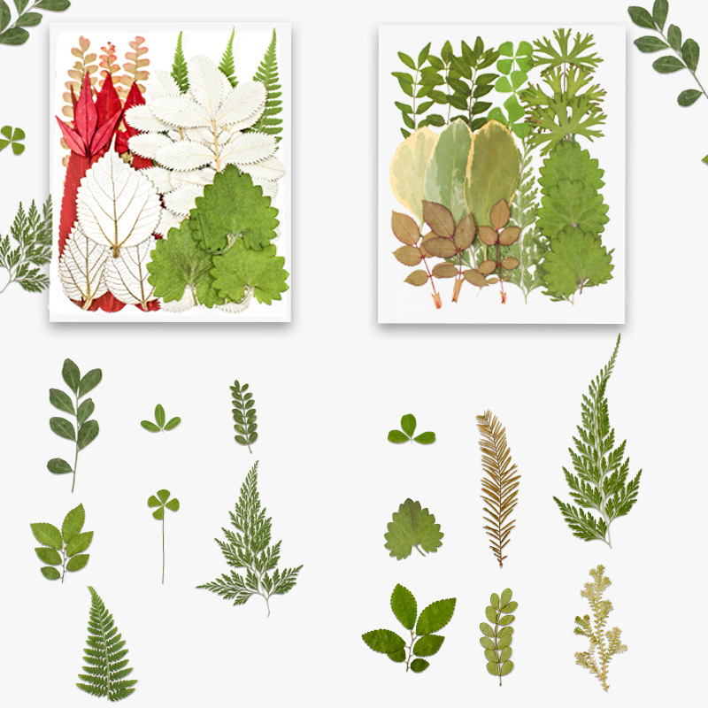 Real leaf dried flower embossed material package, embossed photo frame decoration, plant specimen epoxy resin ornaments, children's DIY handicrafts details Picture