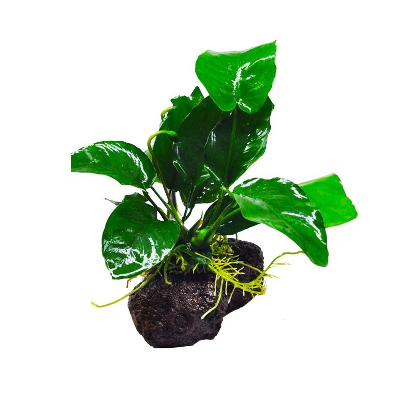 Piedra volcánica hierba acuática centifolia agua ficus perezoso plantas acuáticas acuario hierba acuática paisaje arena paquete negativo hierba real Item Picture