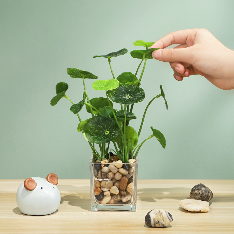 仿真植物实物图
