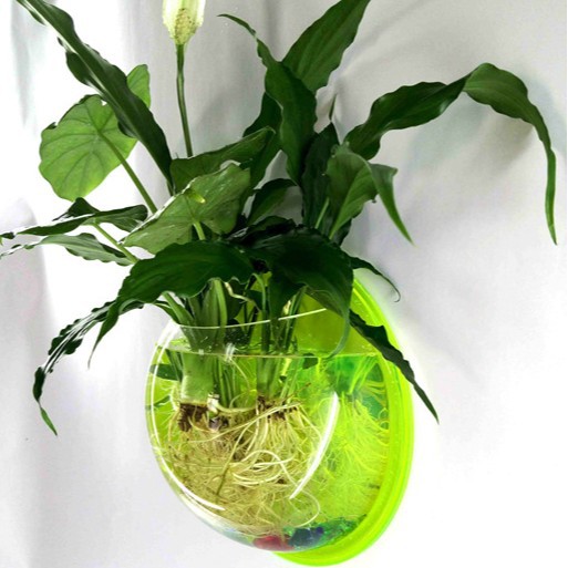 鱼缸/塑料透明鱼缸/鱼缸透明/罐罐鱼/养鱼缸产品图