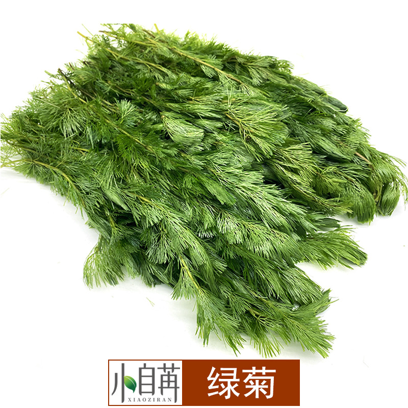 绿菊水草活体批发鱼缸造景真水草装饰水族箱观赏后景草有茎类散装