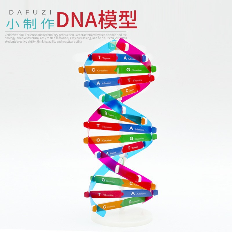 Kindergarten science experiment, small technology making, DIY human digestive process system model diagram, teaching AIDS, cells pic 10