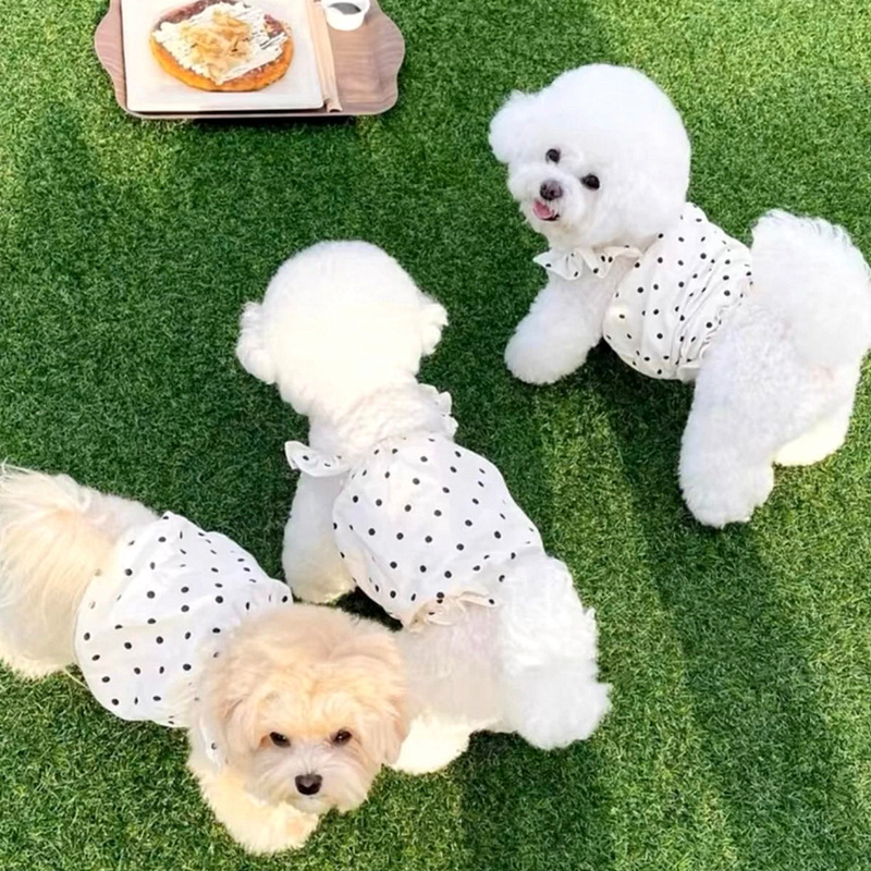 狗狗服装实物图