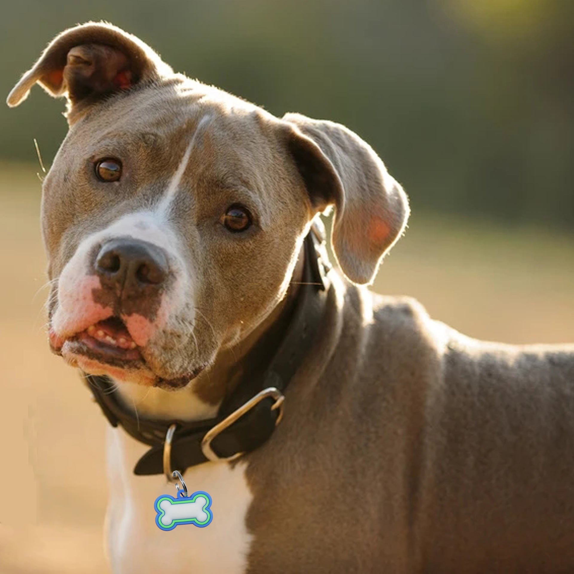 Bone-shaped pet identity tags, cat and dog tags, six-color tags, pet supplies, dog tags, pendants, silicone dog tags Item Picture