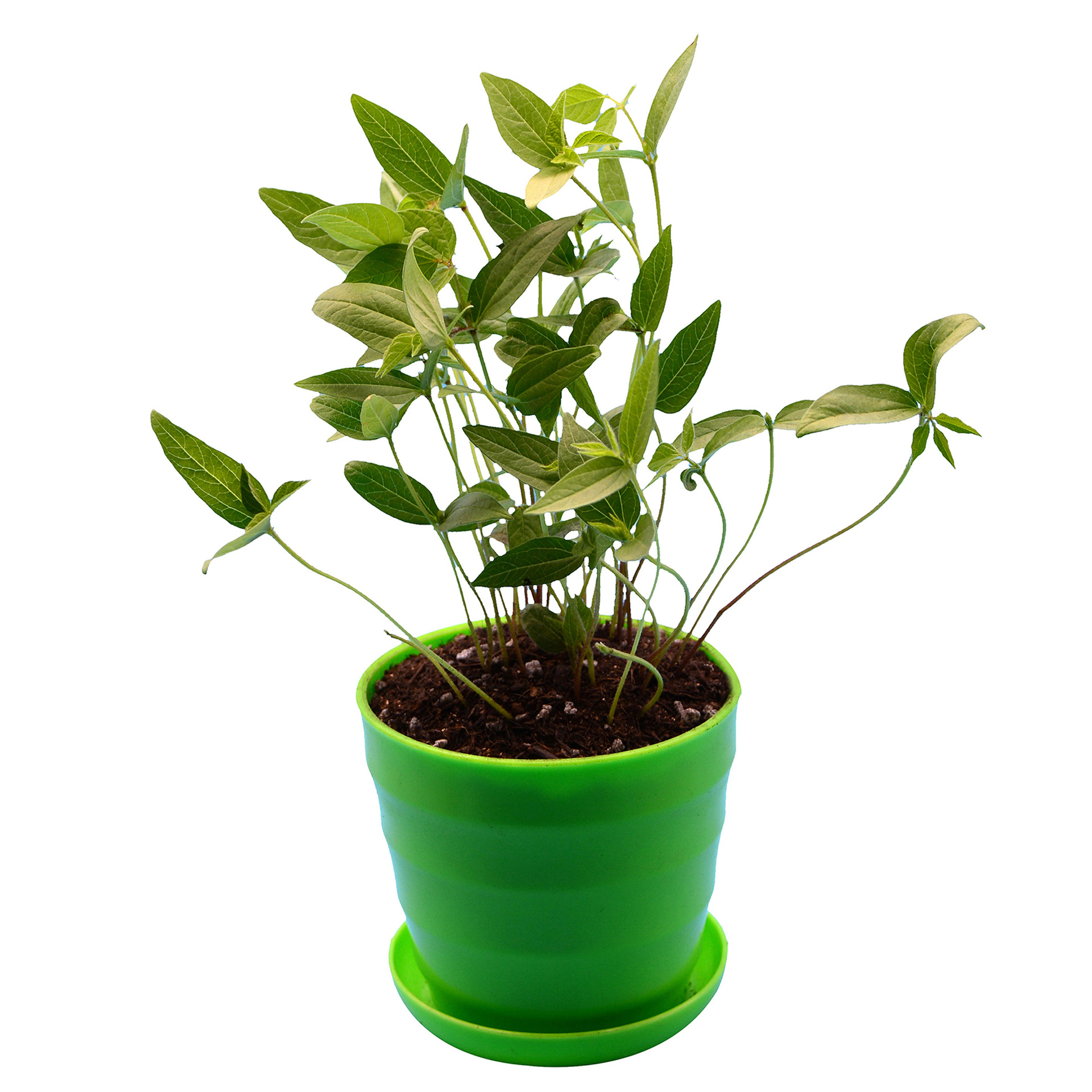 Seed germination, bonsai science experiment, root recognition, green plant potted plants, students' homework, growing plants by oneself Item Picture