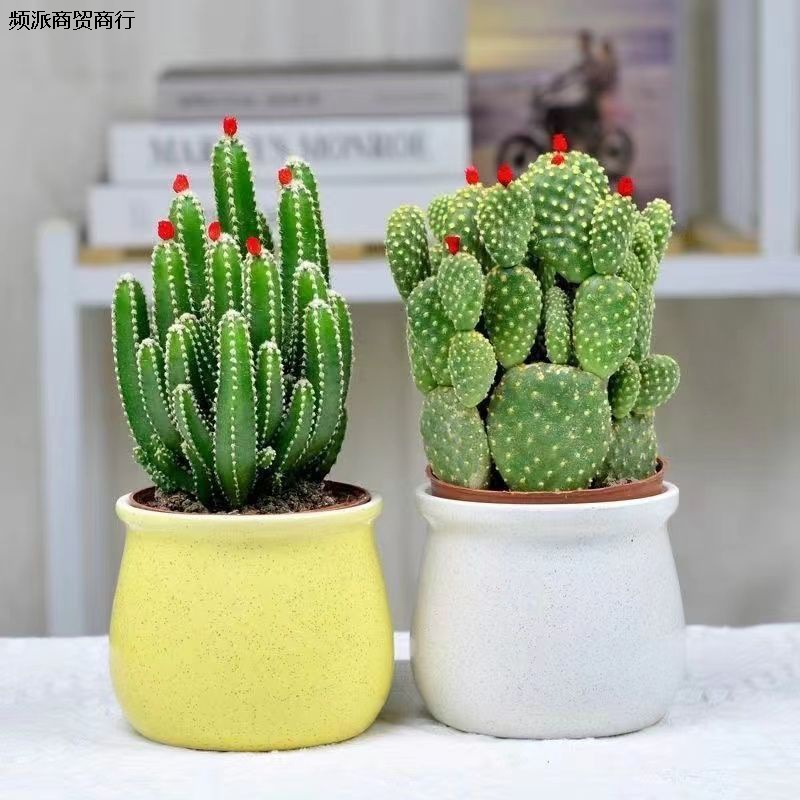 开花聚财山仙产品图