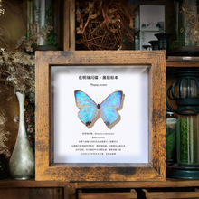 相框中空标本框木质玻璃立体黑色蝴蝶昆虫装裱自装摆台展示画框详情48