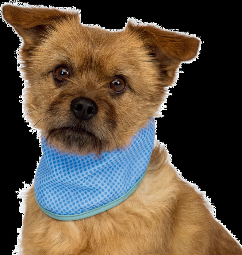 Manufacturers pet cooling collar Dog cat collar Summer cooling product Amazon pet ice collar Item Picture