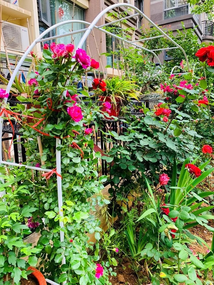 户外庭院农场花架婚礼爬藤花月季花花园走廊支架葡萄架拱形门详情2