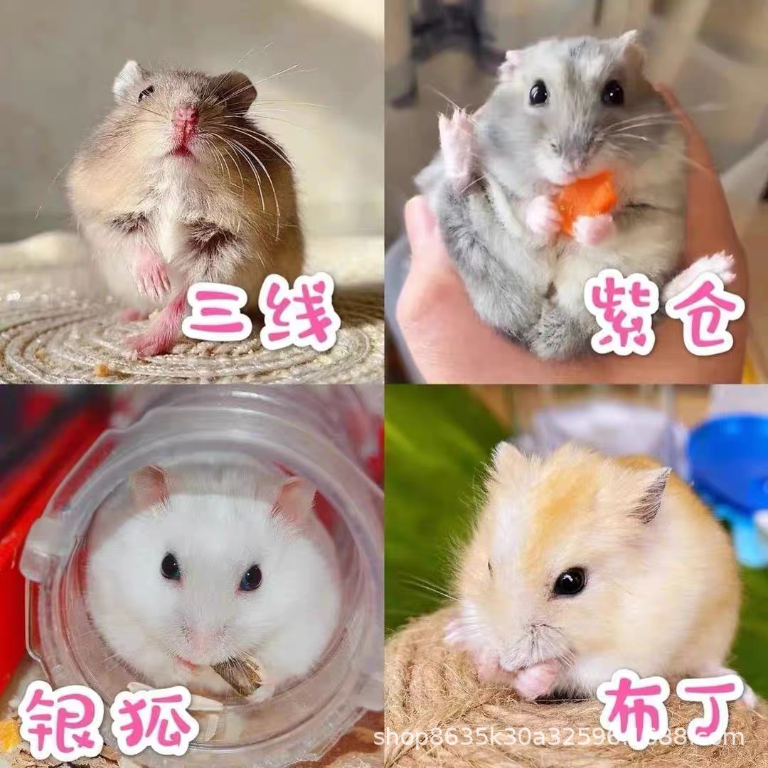 Baby Hamster Hair Live Three Lines Purple Silvery Fox Pudding Gold Silk Bear Hamster Hair Eye Ring Bear Hamster Specification drawing