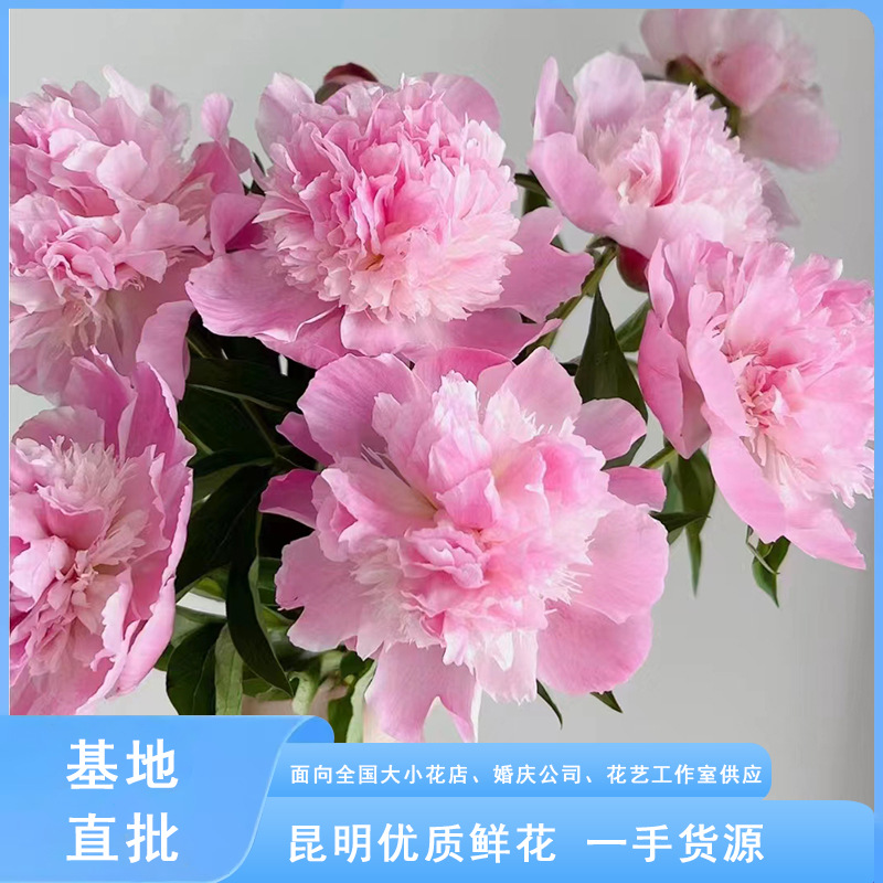 重瓣芍药鲜花云南直发鲜切花家居餐桌装饰瓶插水培鲜花