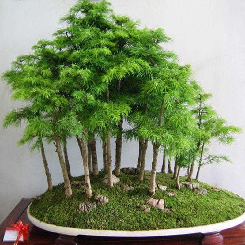 批发水杉树苗盆景盆栽 室内小绿植微型办公室植物水杉小苗造型苗