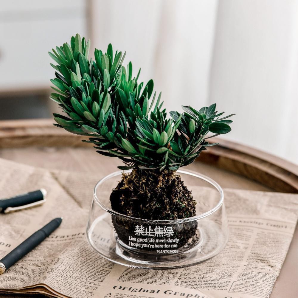 Transparent large-diameter glass vase, negotiation table, succulent moss micro-landscape, hotel decoration, hydroponic flower pot display details Picture