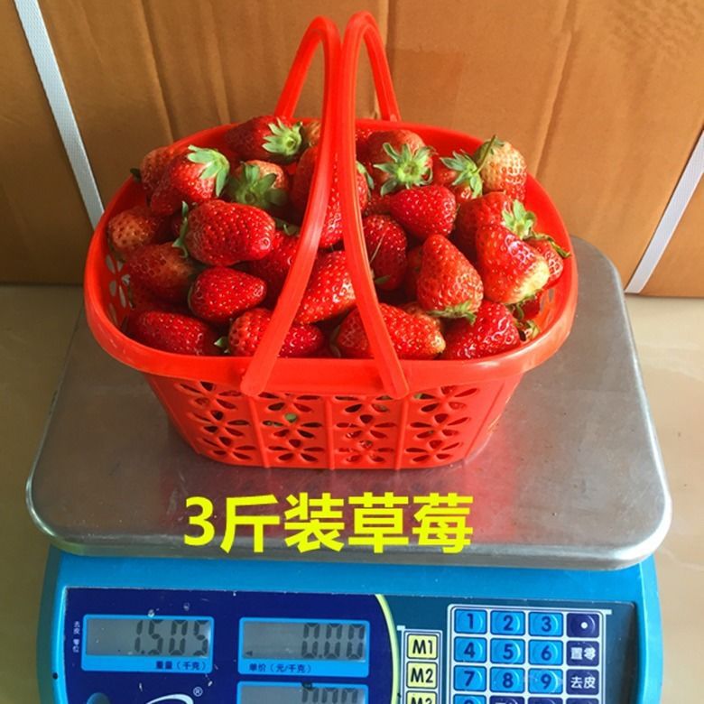 草莓采摘篮塑料水果篮-斤蓝莓樱桃桑葚杨梅手提塑料筐快递包邮